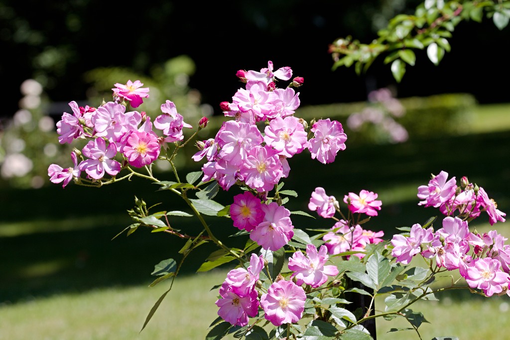 Rozentuin van Coloma